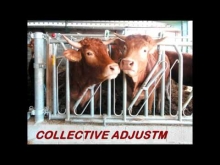 Embedded thumbnail for Jourdain - Number 1 in tubular steel equipment for cattle raising 